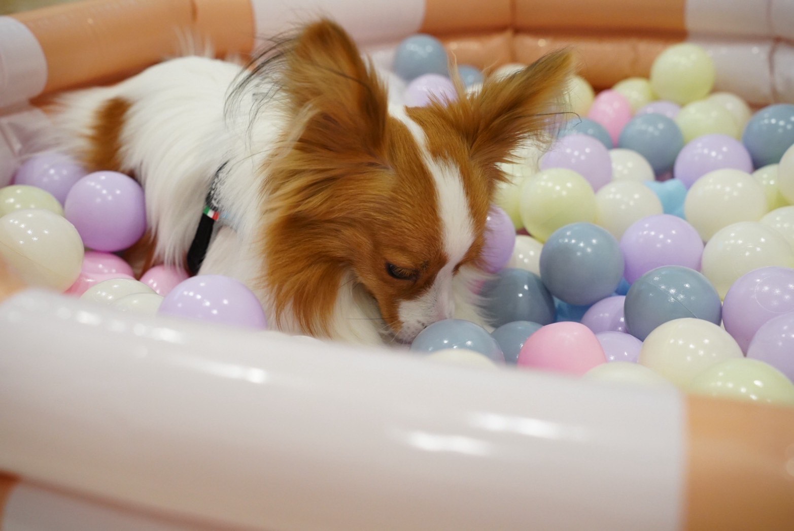 ボールプールで遊ぶわんちゃん
